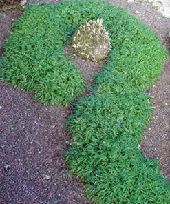 Dwarf Mondo Grass Live Plant - Ophiopogon japonicus - 4