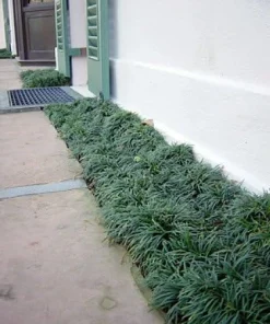Dwarf Mondo Grass Live Plant - Ophiopogon japonicus - 4