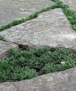 Dwarf Mondo Grass Live Plant - Ophiopogon japonicus - 4