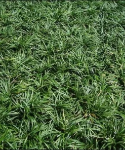 Dwarf Mondo Grass Live Plant - Ophiopogon japonicus - 4