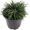 Dwarf Mondo Grass Live Plant - Ophiopogon japonicus - 4" Pot - Groundcover - Image 1