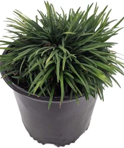 Dwarf Mondo Grass Live Plant - Ophiopogon japonicus - 4