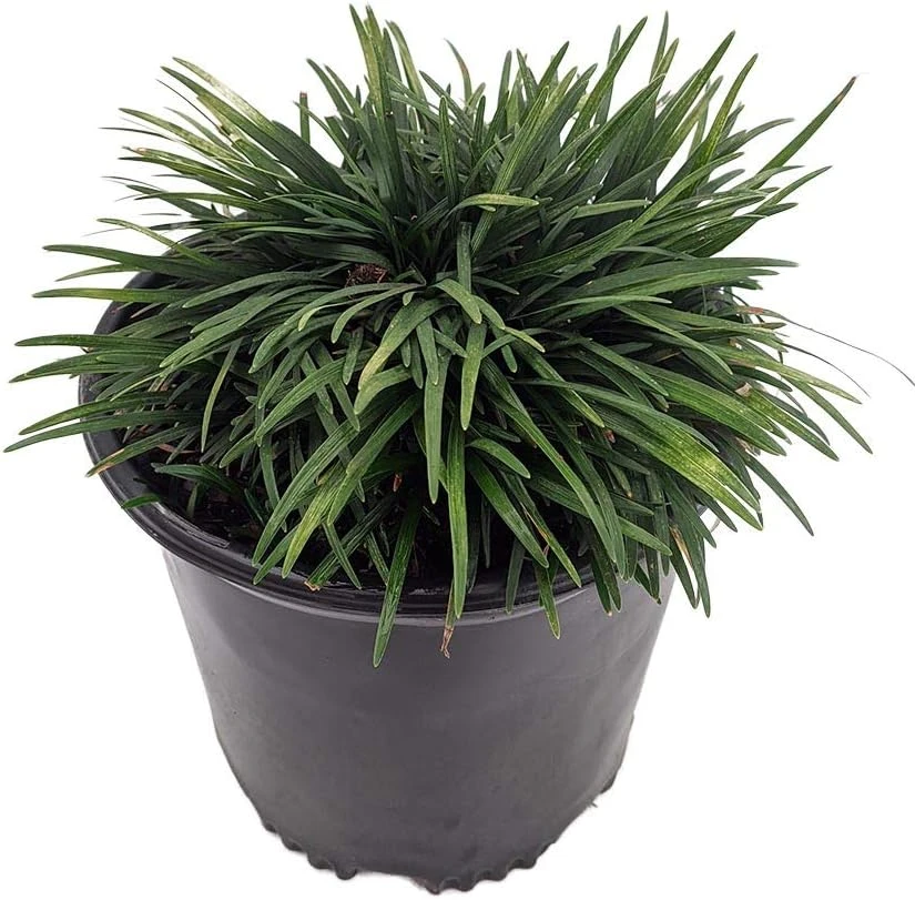 Dwarf Mondo Grass Live Plant - Ophiopogon japonicus - 4" Pot - Groundcover - Image 1