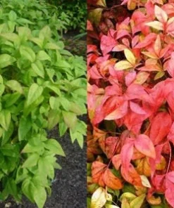 Dwarf Nandina Firepower Live Shrub – 2.5 inch Pot – Outdoor Evergreen - Image 2