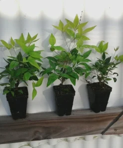 Dwarf Nandina Firepower Live Shrub – 2.5 inch Pot – Outdoor Evergreen - Image 3