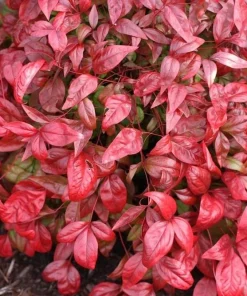 Dwarf Nandina Firepower Live Shrub – 2.5 inch Pot – Outdoor Evergreen - Image 4