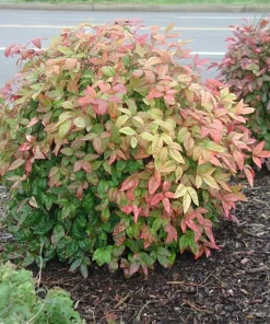 Dwarf Nandina Firepower Live Shrub – 2.5 inch Pot – Outdoor Evergreen - Image 1