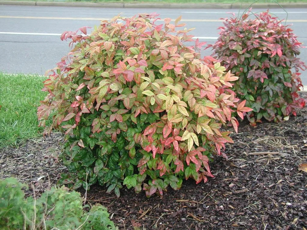 Dwarf Nandina Firepower Live Shrub – 2.5 inch Pot – Outdoor Evergreen - Image 1
