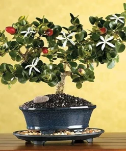 Dwarf Natal Plum Tree Live Plant – Carissa Macrocarpa – 6 inch Pot – Indoor/Outdoor - Image 2