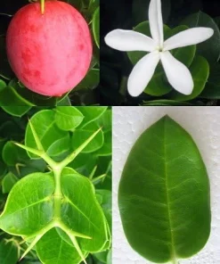 Dwarf Natal Plum Tree Live Plant – Carissa Macrocarpa – 6 inch Pot – Indoor/Outdoor - Image 4