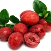 Dwarf Natal Plum Tree Live Plant – Carissa Macrocarpa – 6 inch Pot – Indoor/Outdoor - Image 1