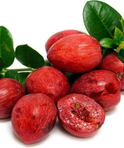 Dwarf Natal Plum Tree Live Plant – Carissa Macrocarpa – 6 inch Pot – Indoor/Outdoor - Image 1