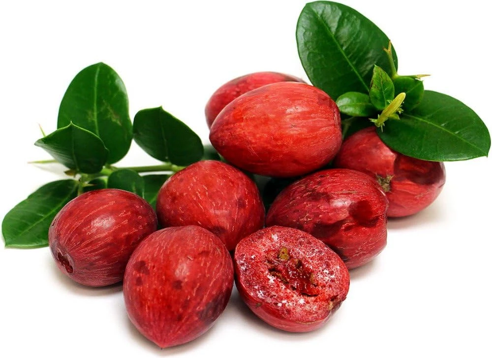 Dwarf Natal Plum Tree Live Plant – Carissa Macrocarpa – 6 inch Pot – Indoor/Outdoor - Image 1
