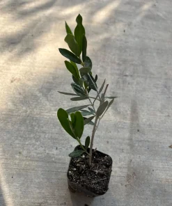 Dwarf Olive Live Plant – 4 inch Pot – 8 inches High – Indoor/Outdoor Olive Tree - Image 2