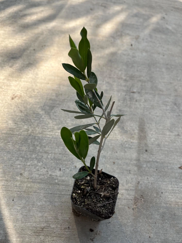 Dwarf Olive Live Plant – 4 inch Pot – 8 inches High – Indoor/Outdoor Olive Tree - Image 2