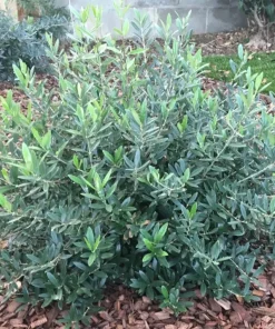 Dwarf Olive Live Plant – 4 inch Pot – 8 inches High – Indoor/Outdoor Olive Tree - Image 3