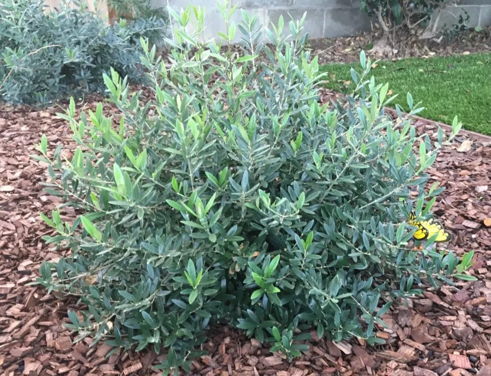 Dwarf Olive Live Plant – 4 inch Pot – 8 inches High – Indoor/Outdoor Olive Tree - Image 3