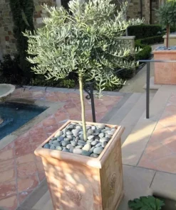 Dwarf Olive Live Plant – 4 inch Pot – 8 inches High – Indoor/Outdoor Olive Tree - Image 4