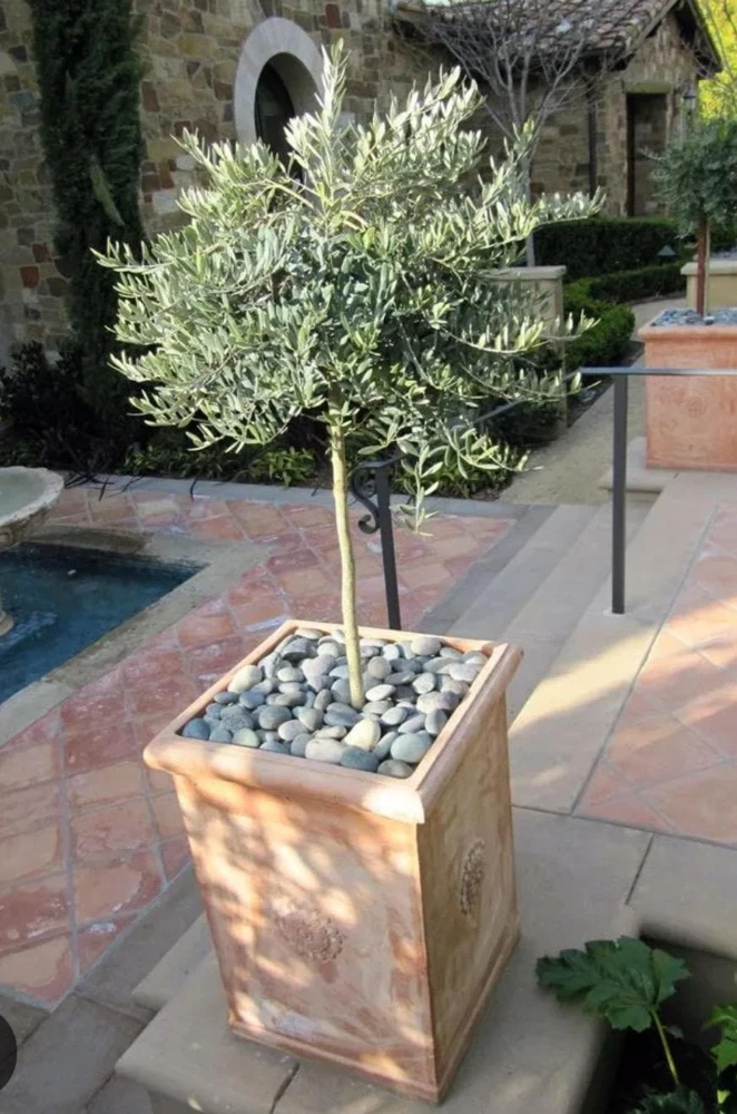 Dwarf Olive Live Plant – 4 inch Pot – 8 inches High – Indoor/Outdoor Olive Tree - Image 4