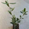 Dwarf Olive Live Plant – 4 inch Pot – 8 inches High – Indoor/Outdoor Olive Tree - Image 1