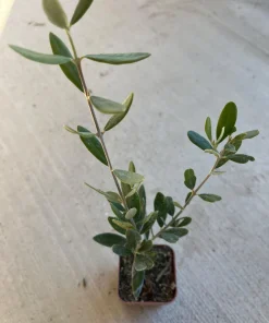 Dwarf Olive Live Plant – 4 inch Pot – 8 inches High – Indoor/Outdoor Olive Tree - Image 1