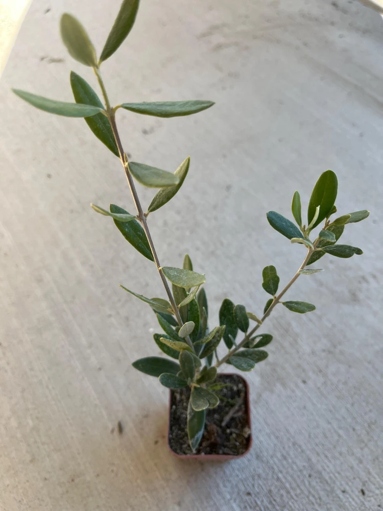 Dwarf Olive Live Plant – 4 inch Pot – 8 inches High – Indoor/Outdoor Olive Tree - Image 1