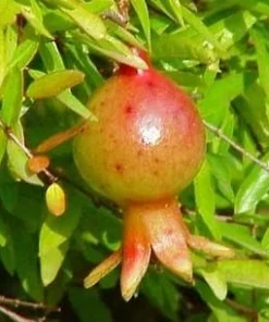 Dwarf Pomegranate Live Plant - Punica - Edible Bonsai & Houseplant - 2.5