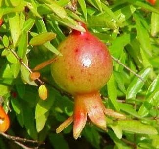 Dwarf Pomegranate Live Plant - Punica - Edible Bonsai & Houseplant - 2.5" Pot - Image 2