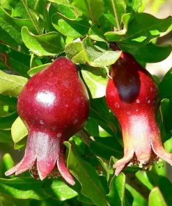 Dwarf Pomegranate Live Plant - Punica - Edible Bonsai & Houseplant - 2.5