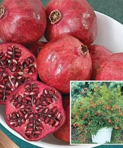 Dwarf Pomegranate Live Plant - Punica - Edible Bonsai & Houseplant - 2.5