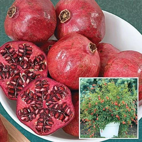 Dwarf Pomegranate Live Plant - Punica - Edible Bonsai & Houseplant - 2.5" Pot - Image 4