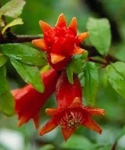 Dwarf Pomegranate Live Plant - Punica - Edible Bonsai & Houseplant - 2.5
