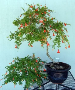 Dwarf Pomegranate Live Plant - Punica - Edible Bonsai & Houseplant - 2.5