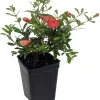 Dwarf Pomegranate Live Plant - Punica - Edible Bonsai & Houseplant - 2.5" Pot - Image 1