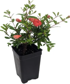 Dwarf Pomegranate Live Plant - Punica - Edible Bonsai & Houseplant - 2.5