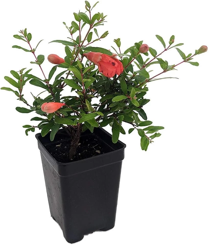 Dwarf Pomegranate Live Plant - Punica - Edible Bonsai & Houseplant - 2.5" Pot - Image 1
