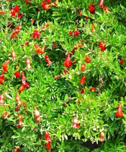 Dwarf Pomegranate Live Plant - Punica - Edible Fruit - 4" Pot - Bonsai/Houseplant/Outdoor - Image 2
