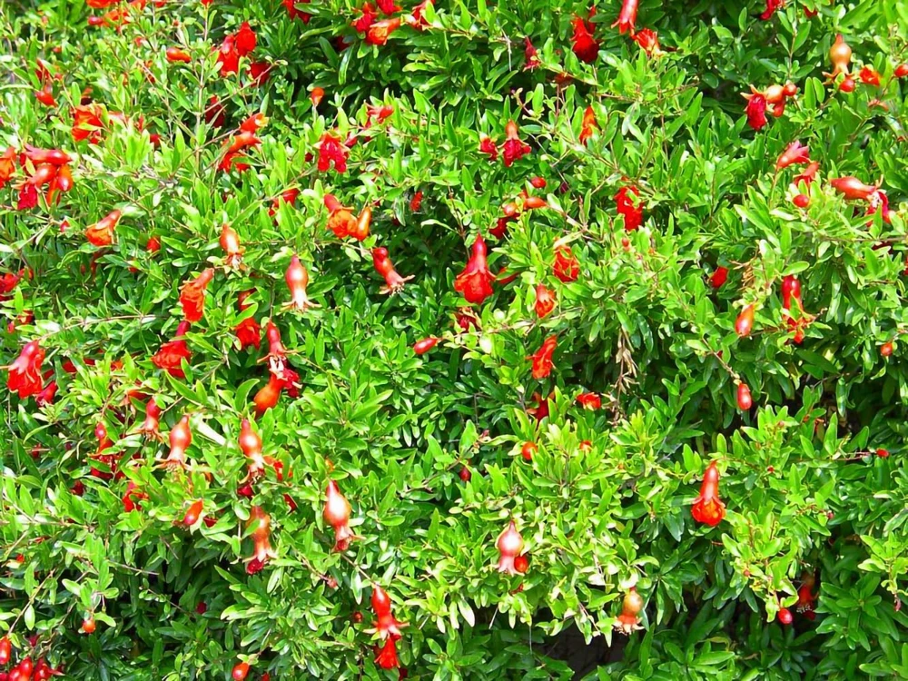 Dwarf Pomegranate Live Plant - Punica - Edible Fruit - 4" Pot - Bonsai/Houseplant/Outdoor - Image 2