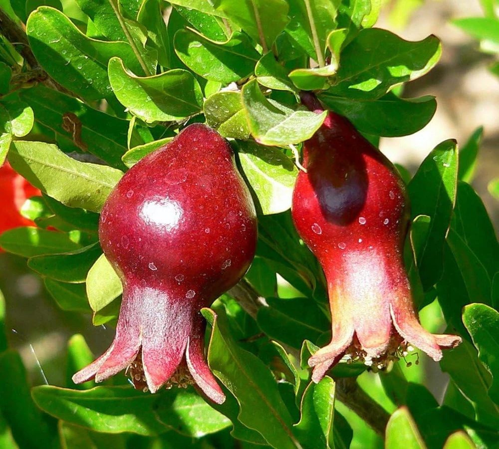 Dwarf Pomegranate Live Plant - Punica - Edible Fruit - 4" Pot - Bonsai/Houseplant/Outdoor - Image 3