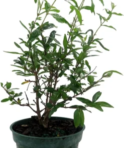 Dwarf Pomegranate Live Plant - Punica - Edible Fruit - 4