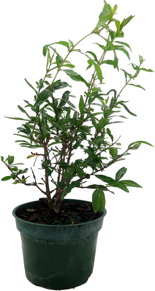 Dwarf Pomegranate Live Plant - Punica - Edible Fruit - 4" Pot - Bonsai/Houseplant/Outdoor - Image 4