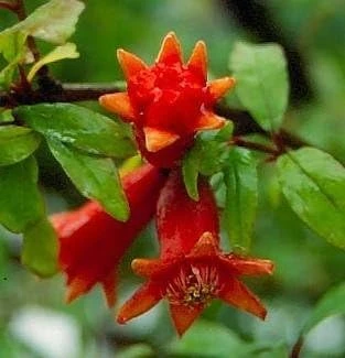 Dwarf Pomegranate Live Plant - Punica - Edible Fruit - 4" Pot - Bonsai/Houseplant/Outdoor - Image 5