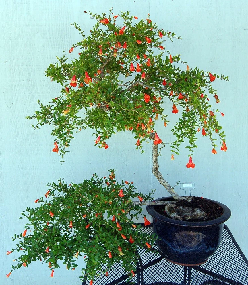 Dwarf Pomegranate Live Plant - Punica - Edible Fruit - 4" Pot - Bonsai/Houseplant/Outdoor - Image 6