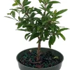Dwarf Pomegranate Live Plant - Punica - Edible Fruit - 4" Pot - Bonsai/Houseplant/Outdoor - Image 1