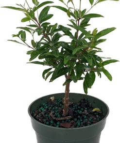 Dwarf Pomegranate Live Plant - Punica - Edible Fruit - 4