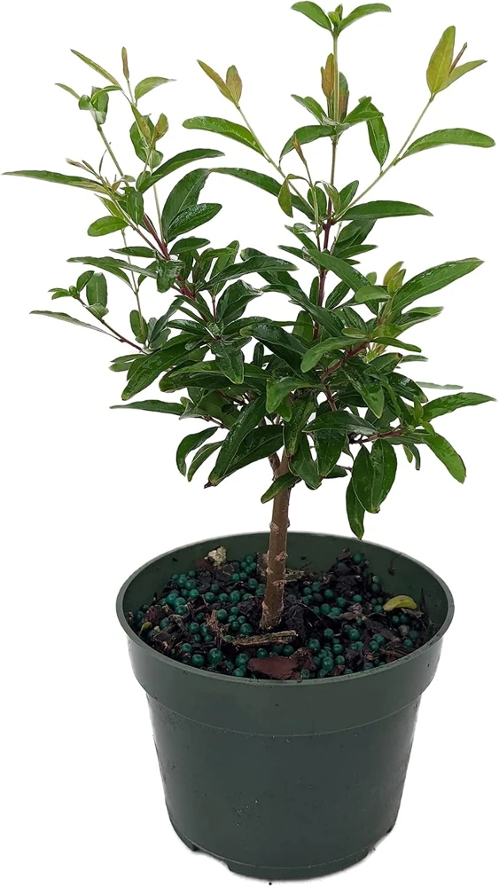Dwarf Pomegranate Live Plant - Punica - Edible Fruit - 4" Pot - Bonsai/Houseplant/Outdoor - Image 1
