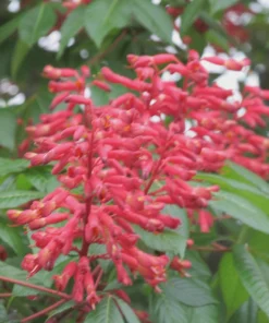 Dwarf Red Buckeye Live Plant - 4 inch Pot - Aesculus Pavia - Attracts Hummingbirds - Image 2