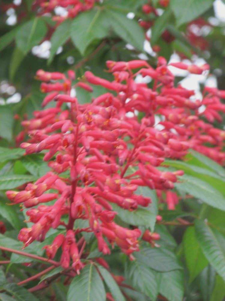 Dwarf Red Buckeye Live Plant - 4 inch Pot - Aesculus Pavia - Attracts Hummingbirds - Image 2