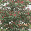 Dwarf Red Buckeye Live Plant - 4 inch Pot - Aesculus Pavia - Attracts Hummingbirds - Image 1