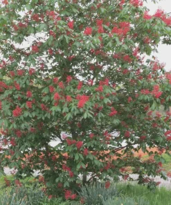 Dwarf Red Buckeye Live Plant - 4 inch Pot - Aesculus Pavia - Attracts Hummingbirds - Image 1